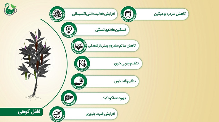 دمنوش فلفل کوهی