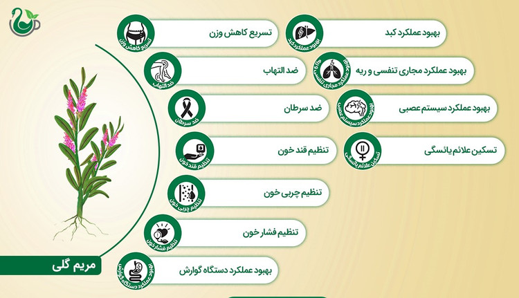 دمنوش مریم گلی