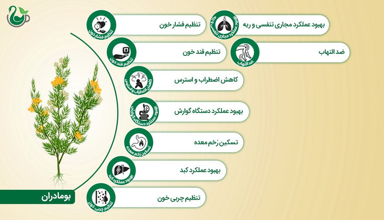 دمنوش بومادران