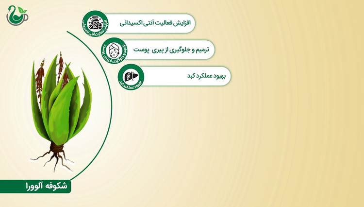 دمنوش شکوفه آلوورا