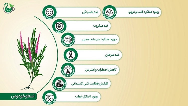 دمنوش اسطوخودوس