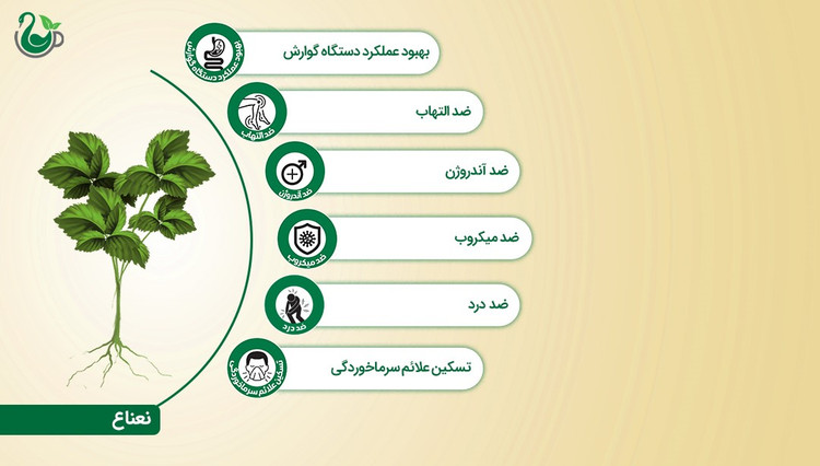 چای سیاه و نعناع