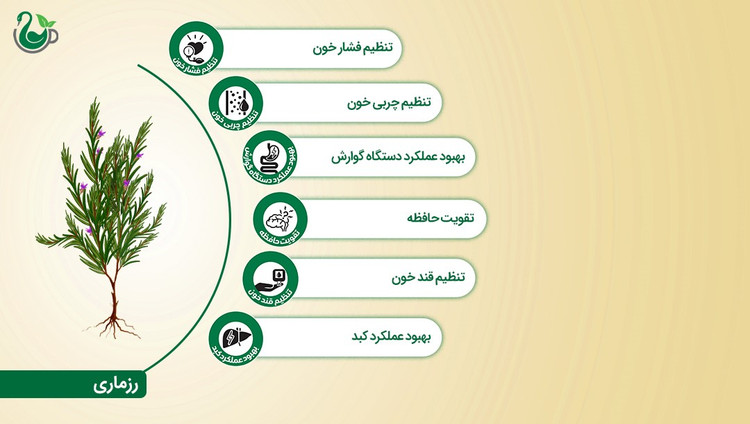 چای سبز و رزماری و گل محمدی