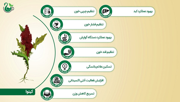 دانه کینوا سفید